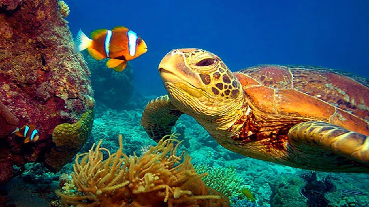 Turtle with coral Turtle with coral